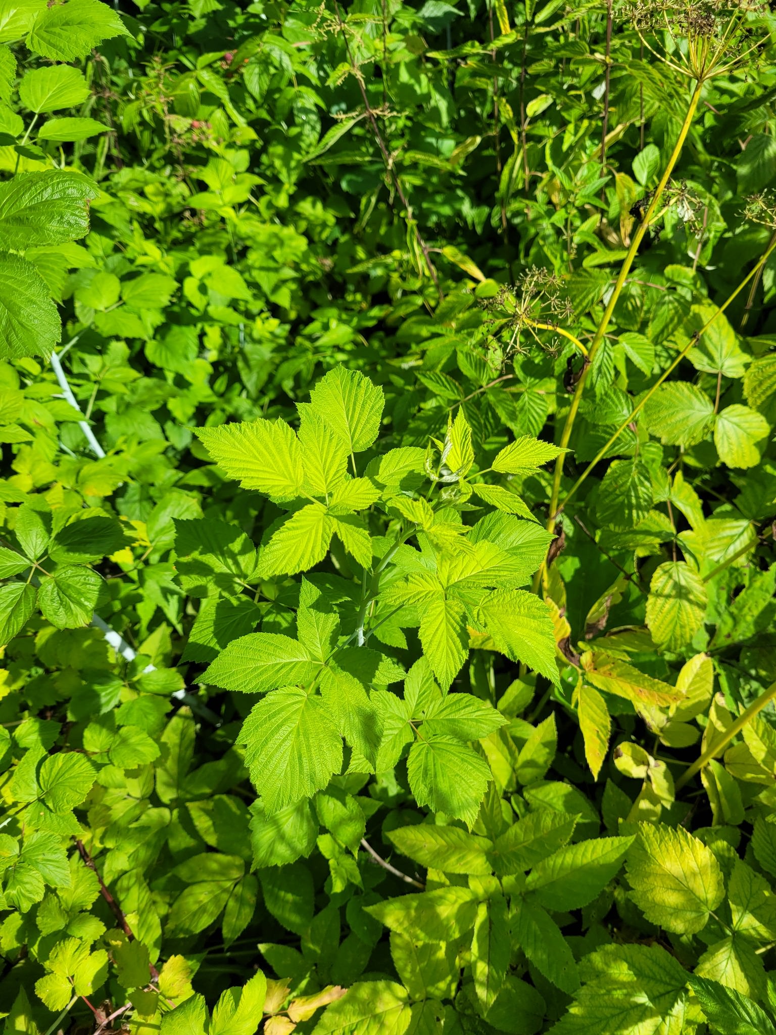Rubus occidentalis